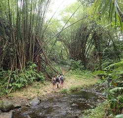 Big clumps of bamboo by the Bamboo River